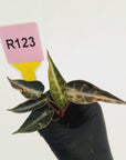 Alocasia Amazonica bambino Variegata - Bare Bottom Baby