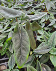 Alocasia scalprum 'Samar Lance'