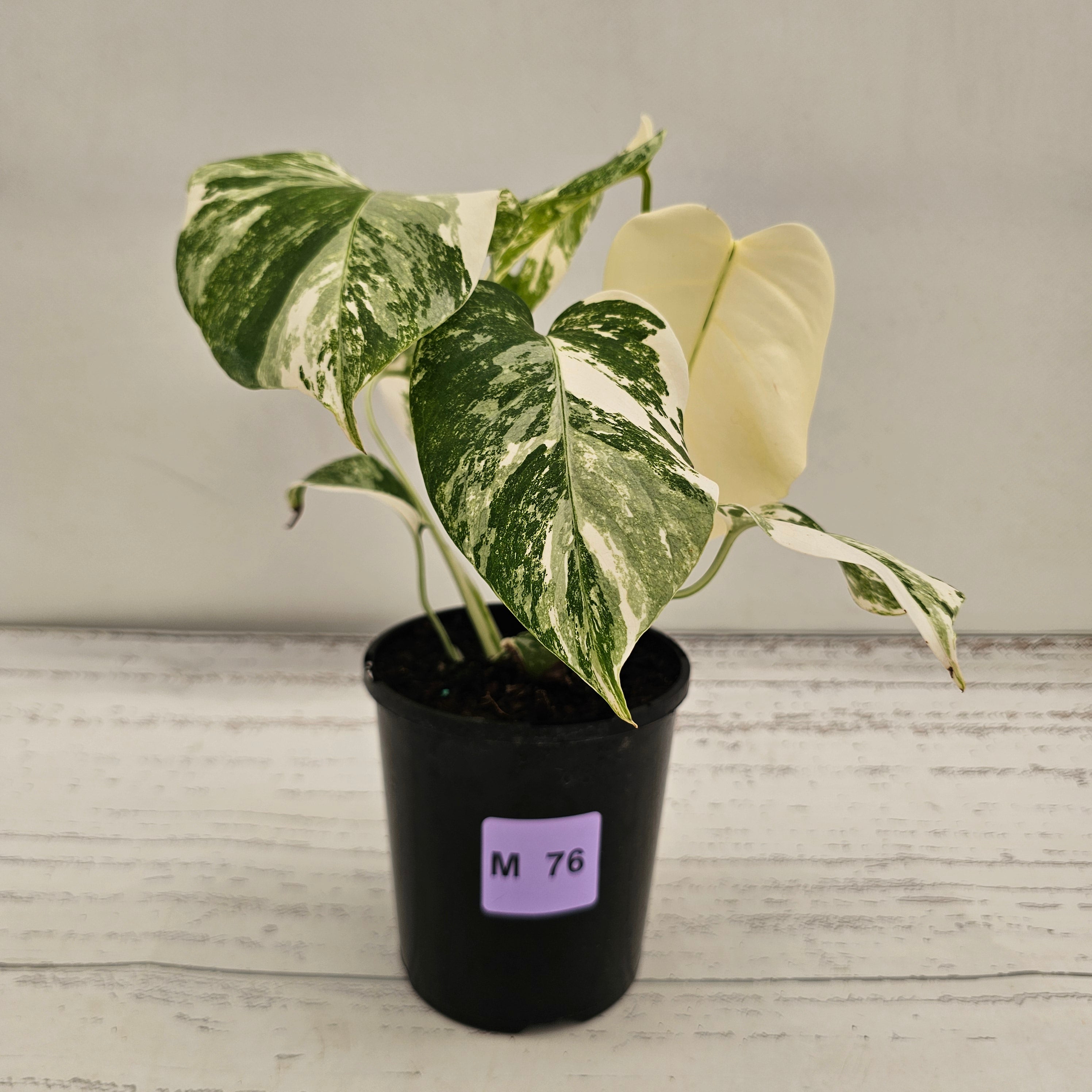 Monstera borsigiana 'Albo'