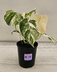 Monstera borsigiana 'Albo'