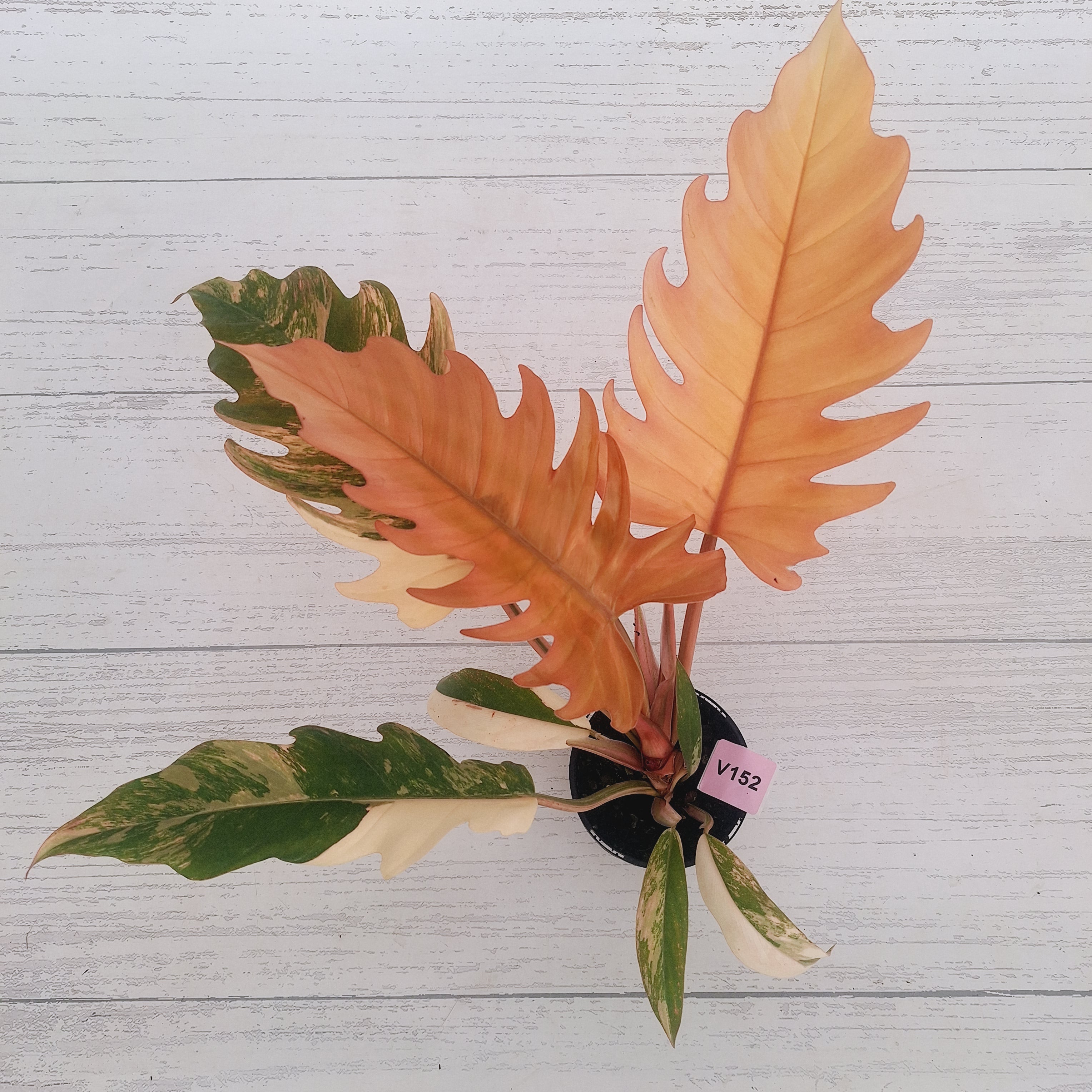 Philodendron serratum Caramel Marble