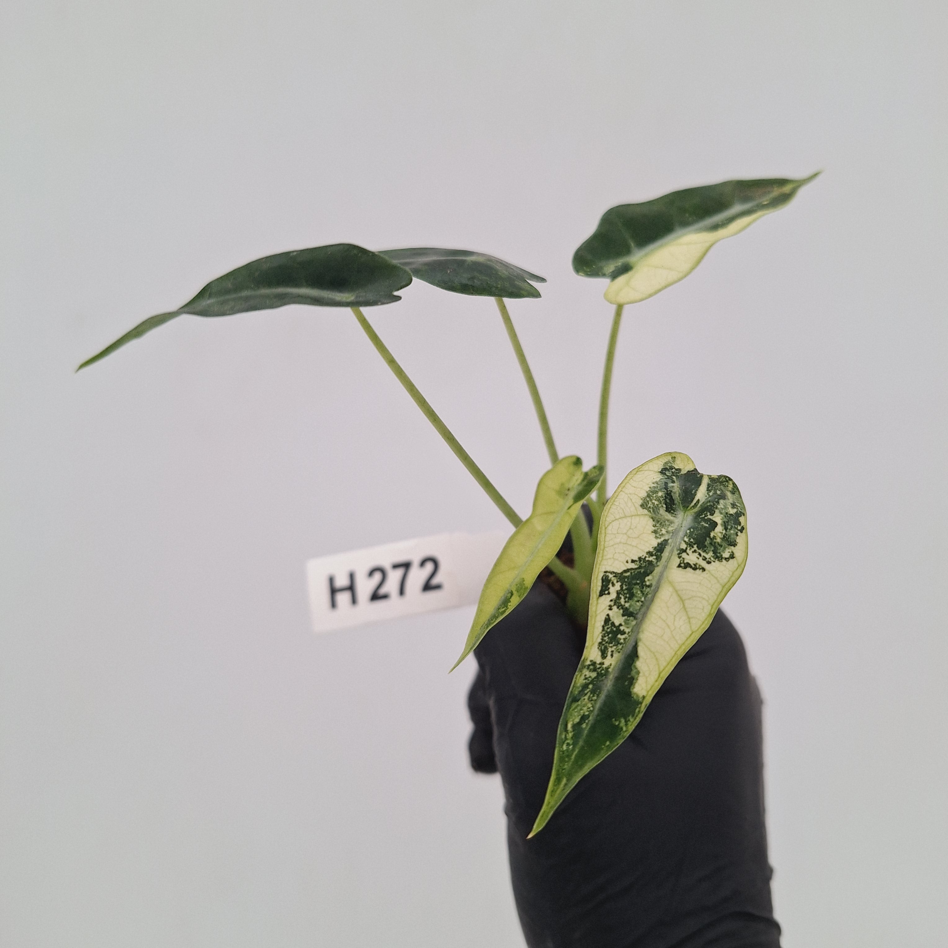 Alocasia Amazonica  bambino Variegata - Bare Bottom Baby - SALE