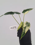 Alocasia Amazonica  bambino Variegata - Bare Bottom Baby - SALE