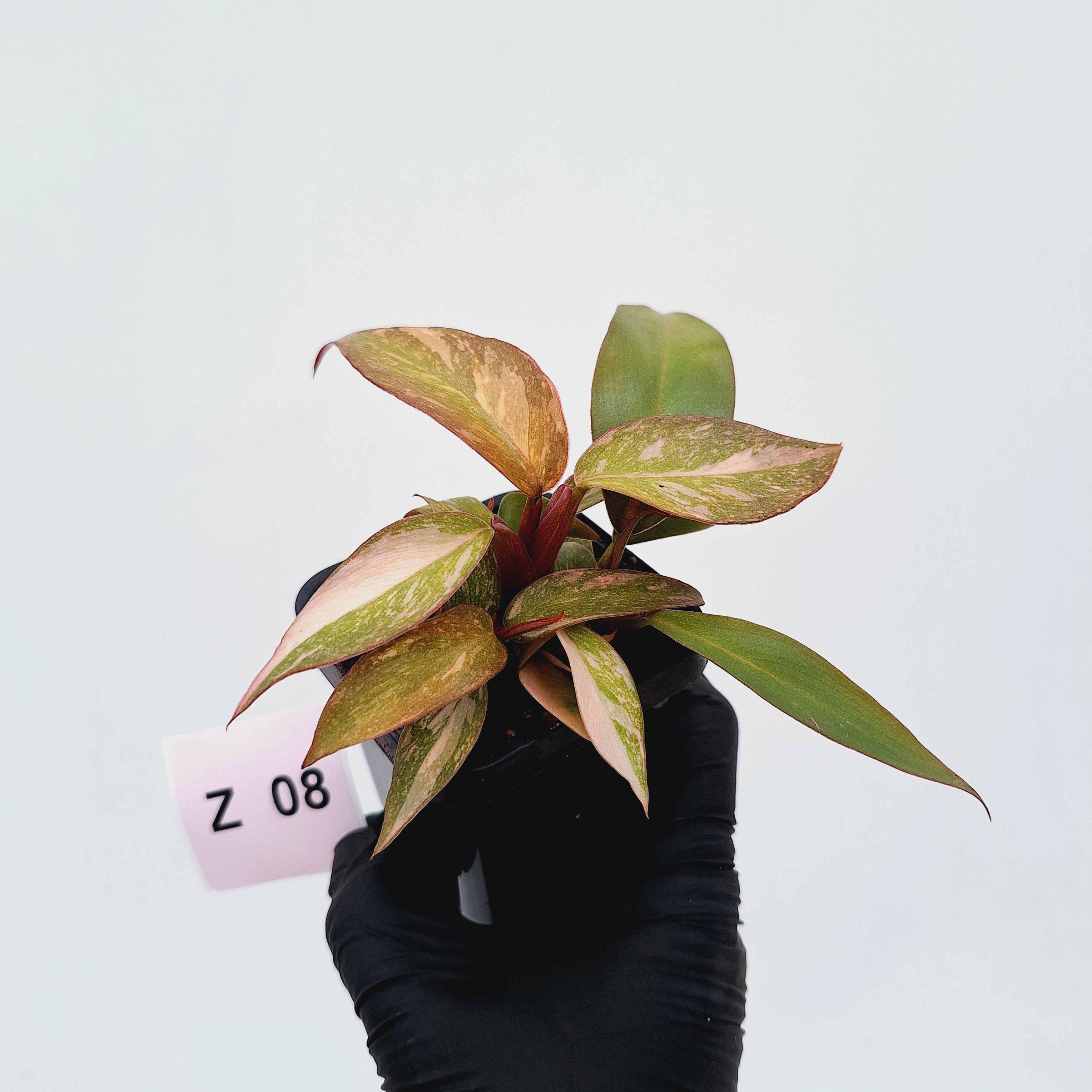 Philodendron &#39;Orange Princess&#39;