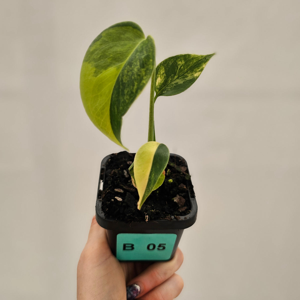 Monstera deliciosa Variegata