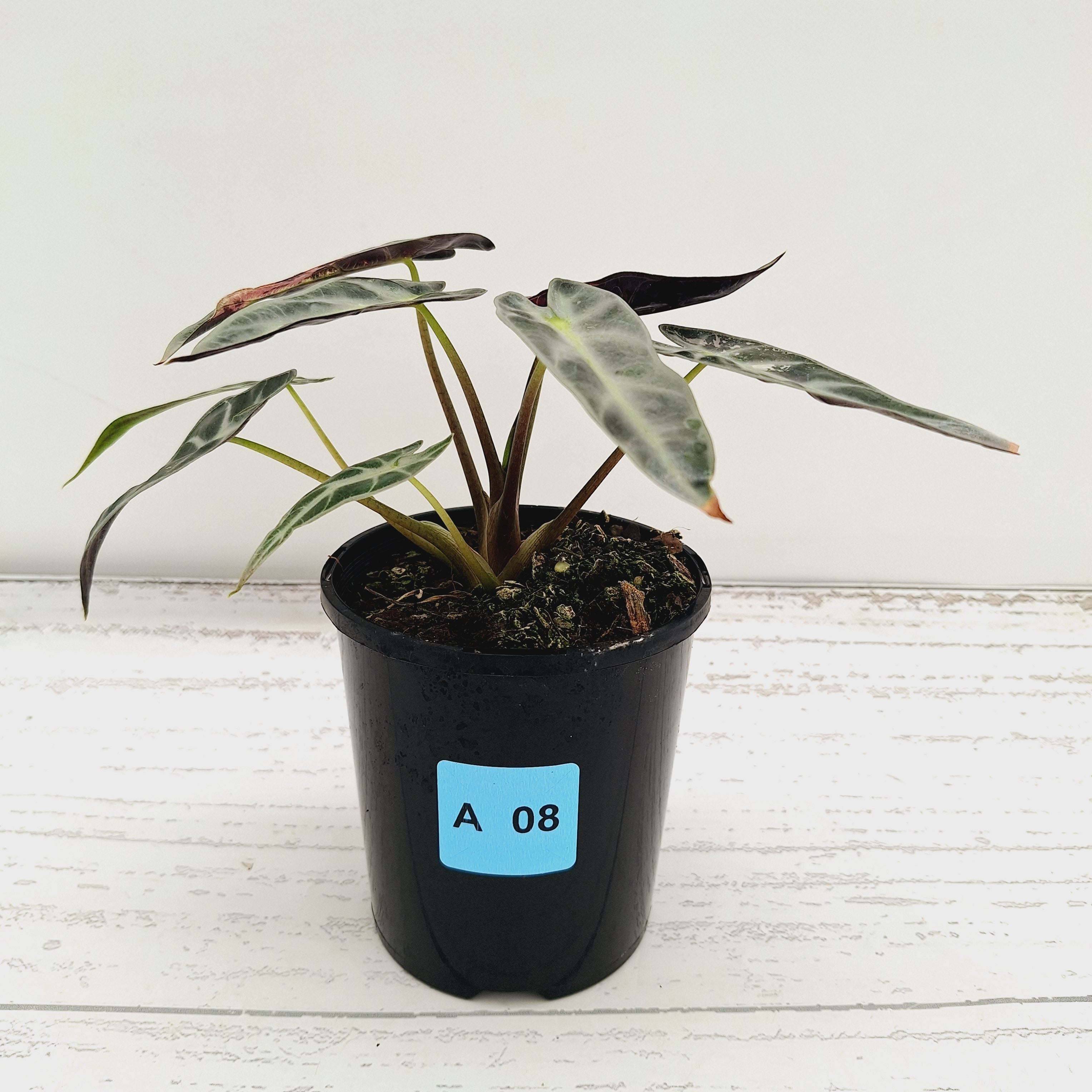 Alocasia Amazonica bambino Variegata
