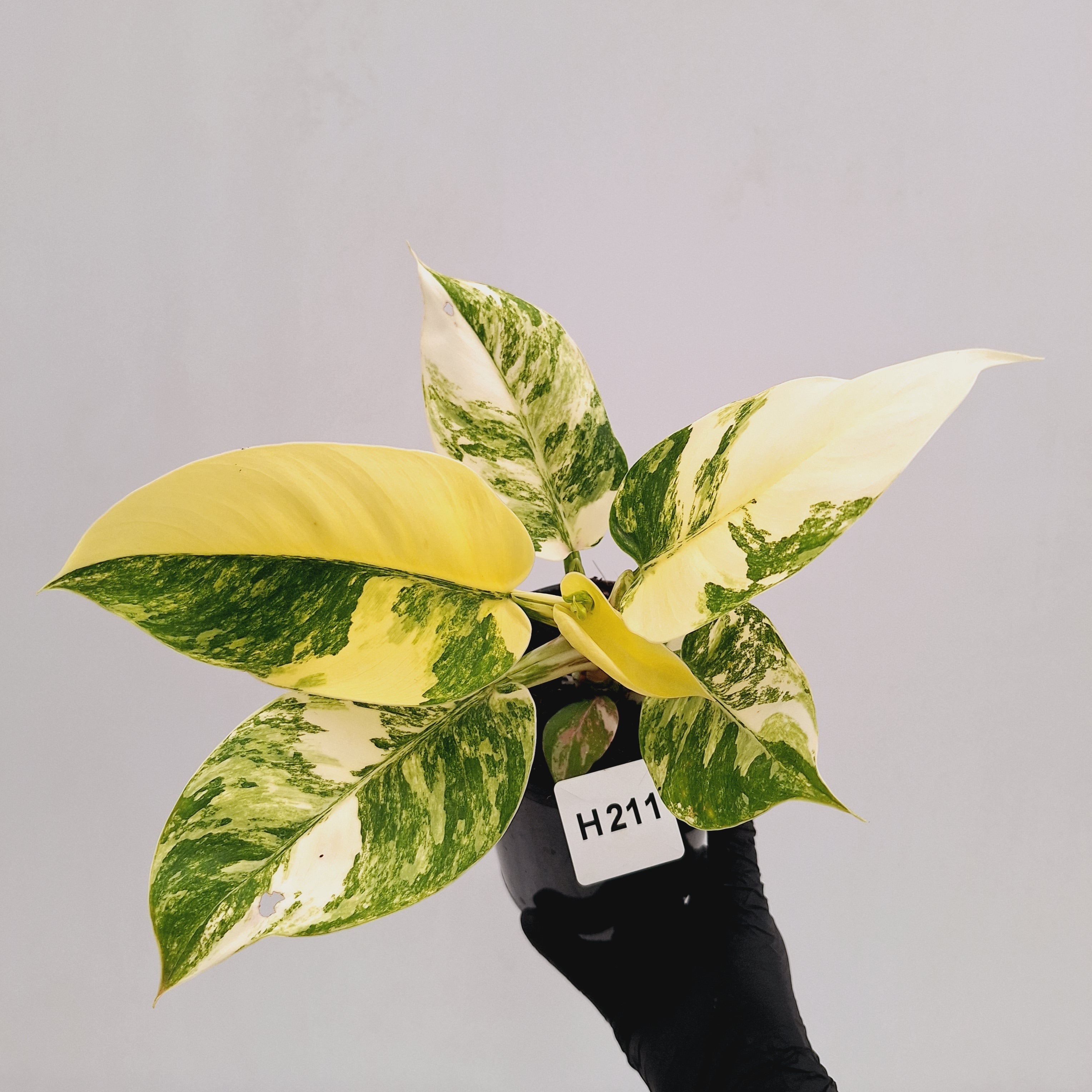 Philodendron imperial green variegata - SALE