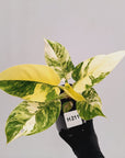 Philodendron imperial green variegata - SALE