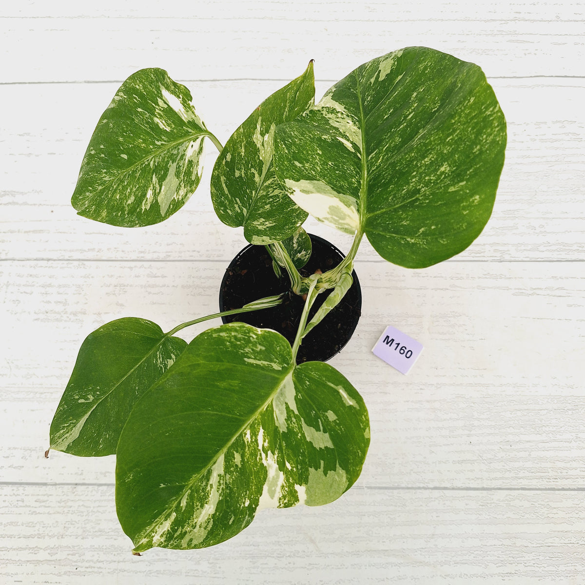 Monstera borsigiana 'Albo'