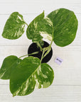 Monstera borsigiana 'Albo'