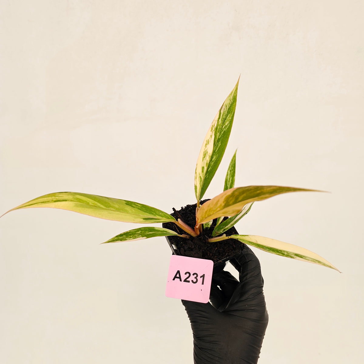 Philodendron serratum 'Caramel Marble' -flash sale