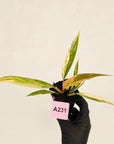 Philodendron serratum 'Caramel Marble' -flash sale