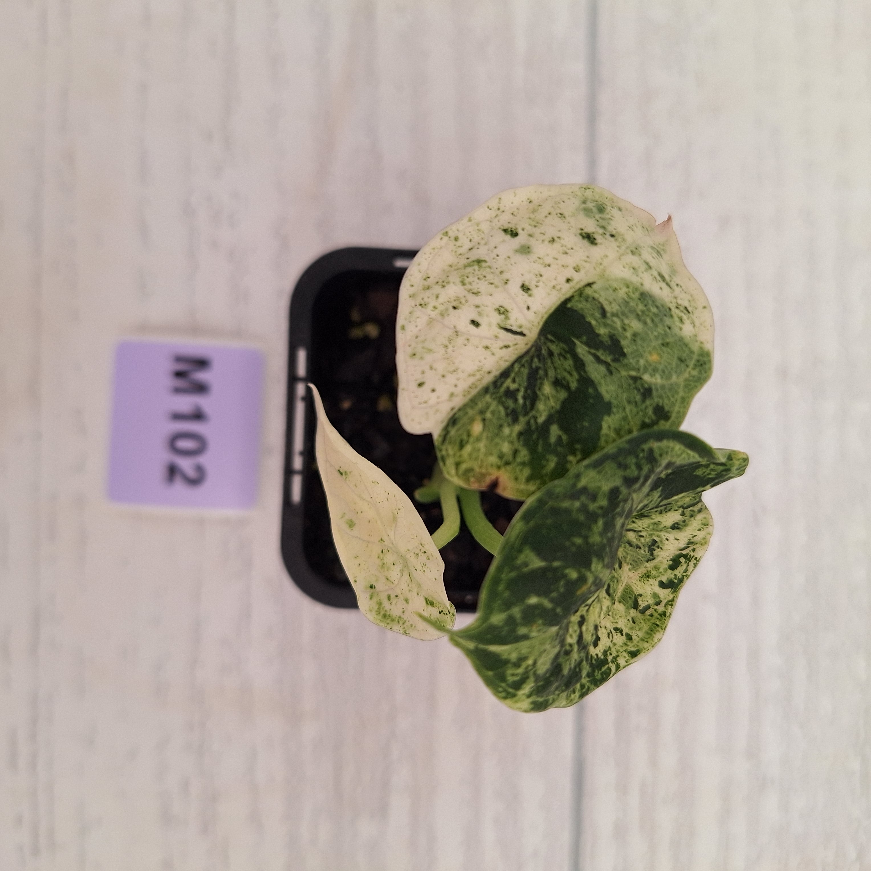 Alocasia baginda ‘Dragon Scale Mint’