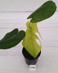 Monstera Deliciosa 'Mint'