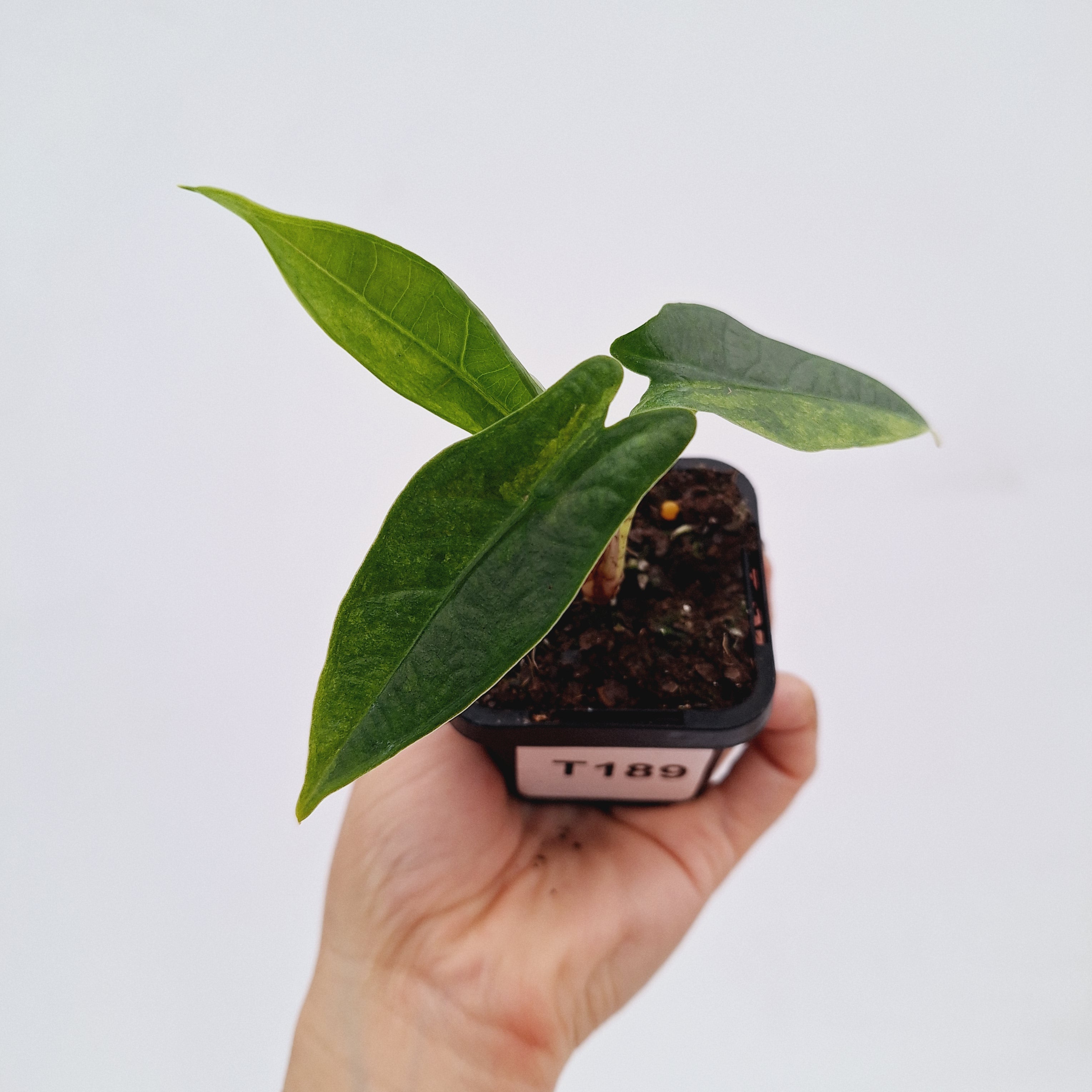 Alocasia Simpo Variegata ( low variegated )