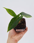 Alocasia Simpo Variegata ( low variegated )