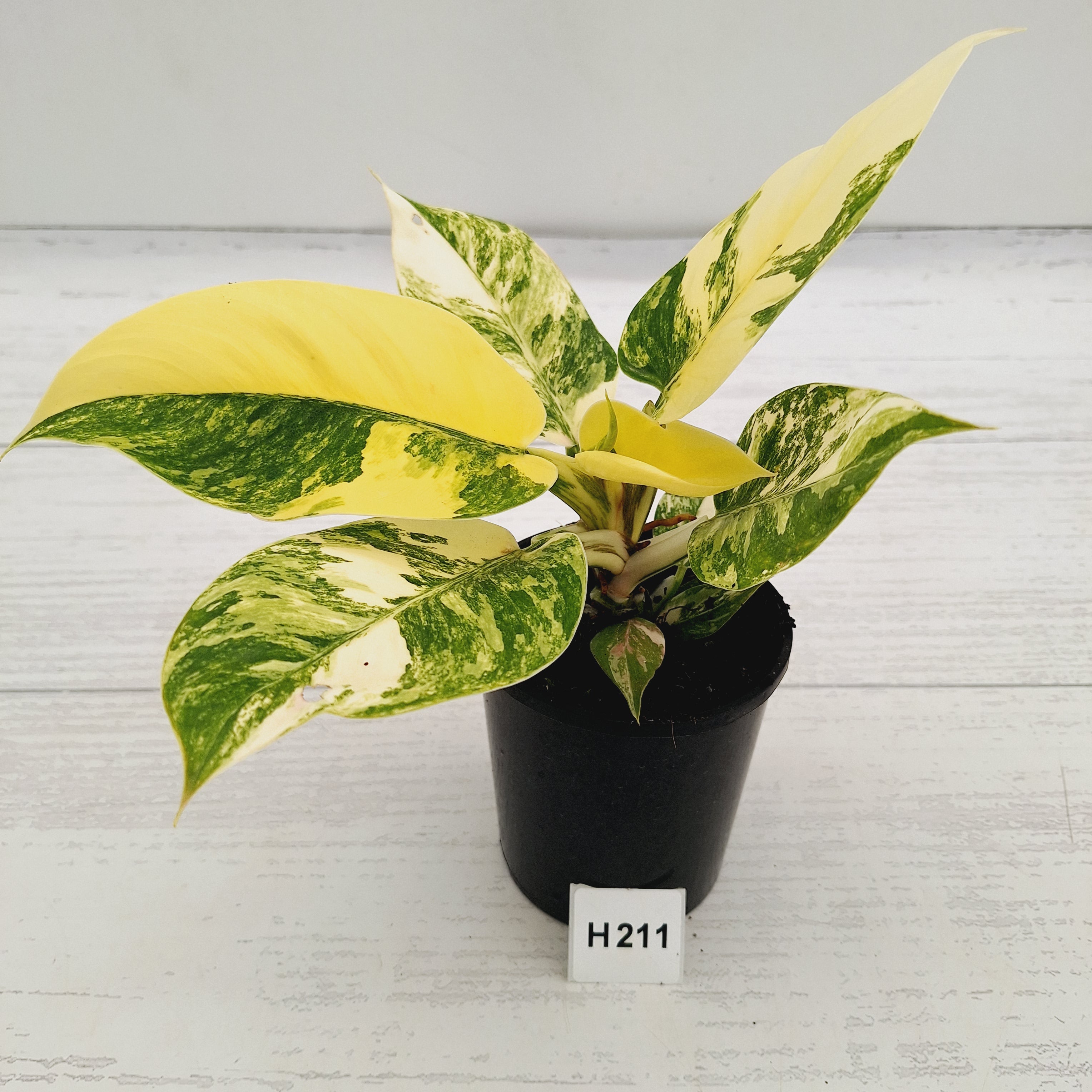 Philodendron imperial green variegata - SALE