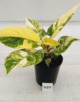 Philodendron imperial green variegata - SALE