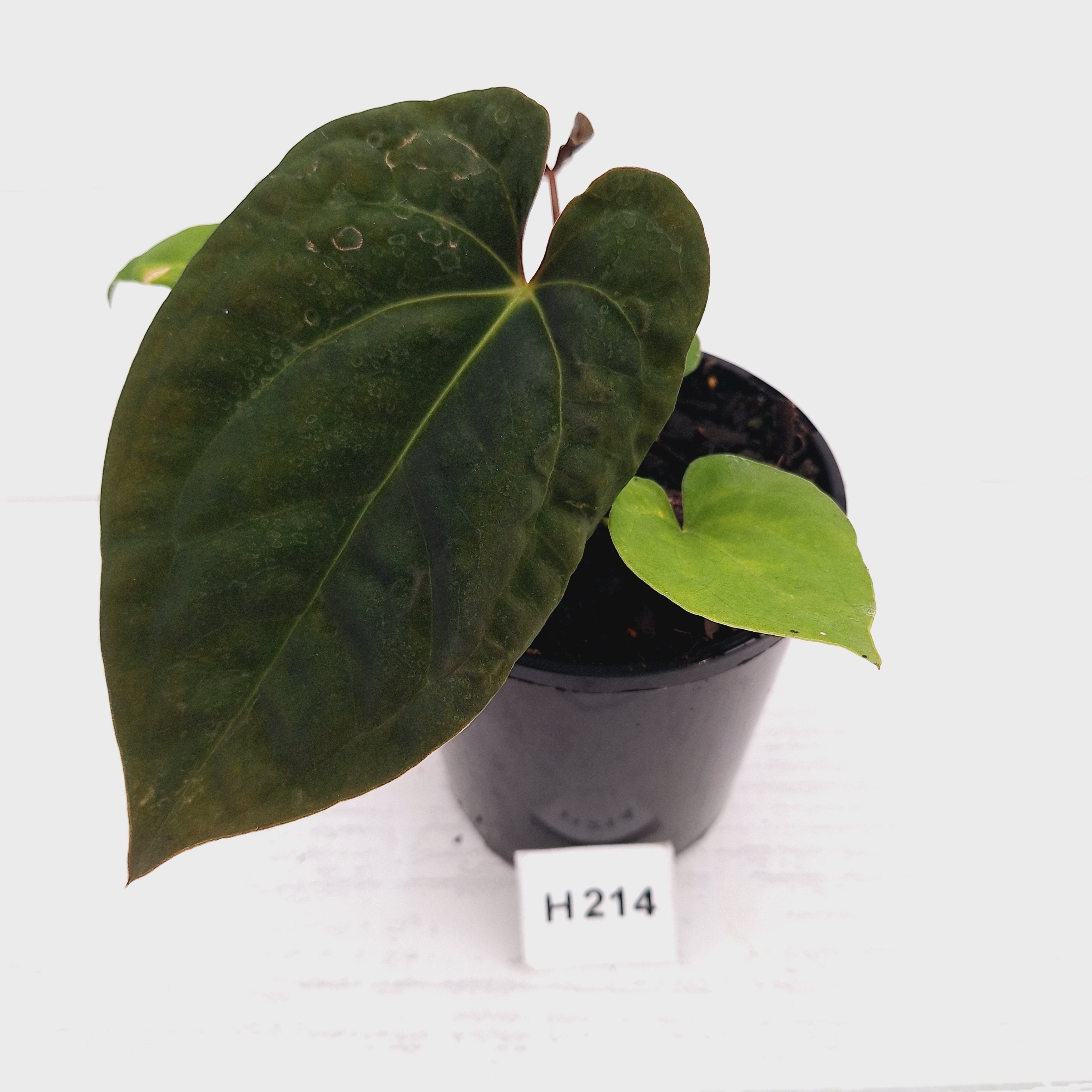 Anthurium 'Black Magic'