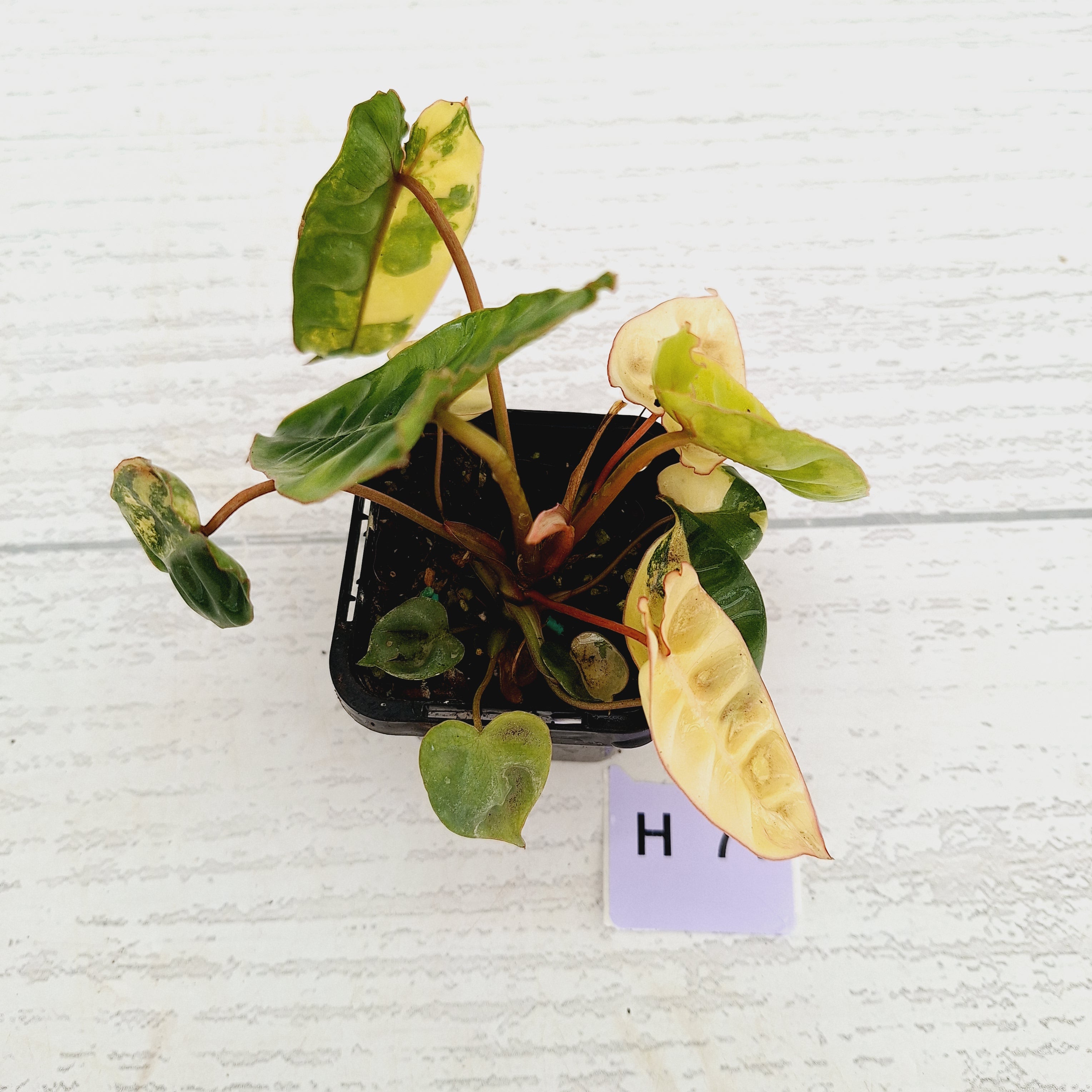 Philodendron billietiae Variegata
