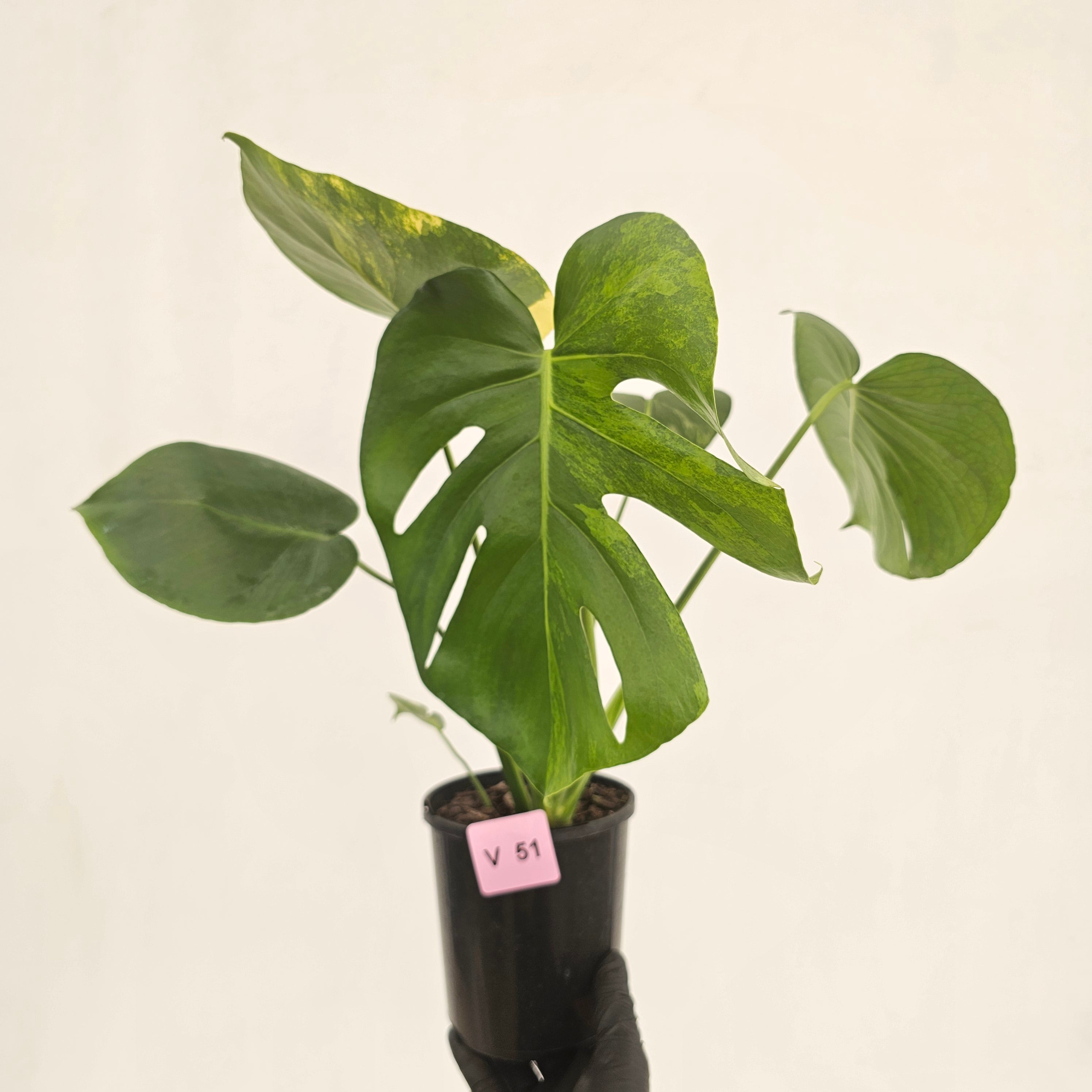 Monstera deliciosa Variegata