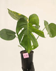 Monstera deliciosa Variegata