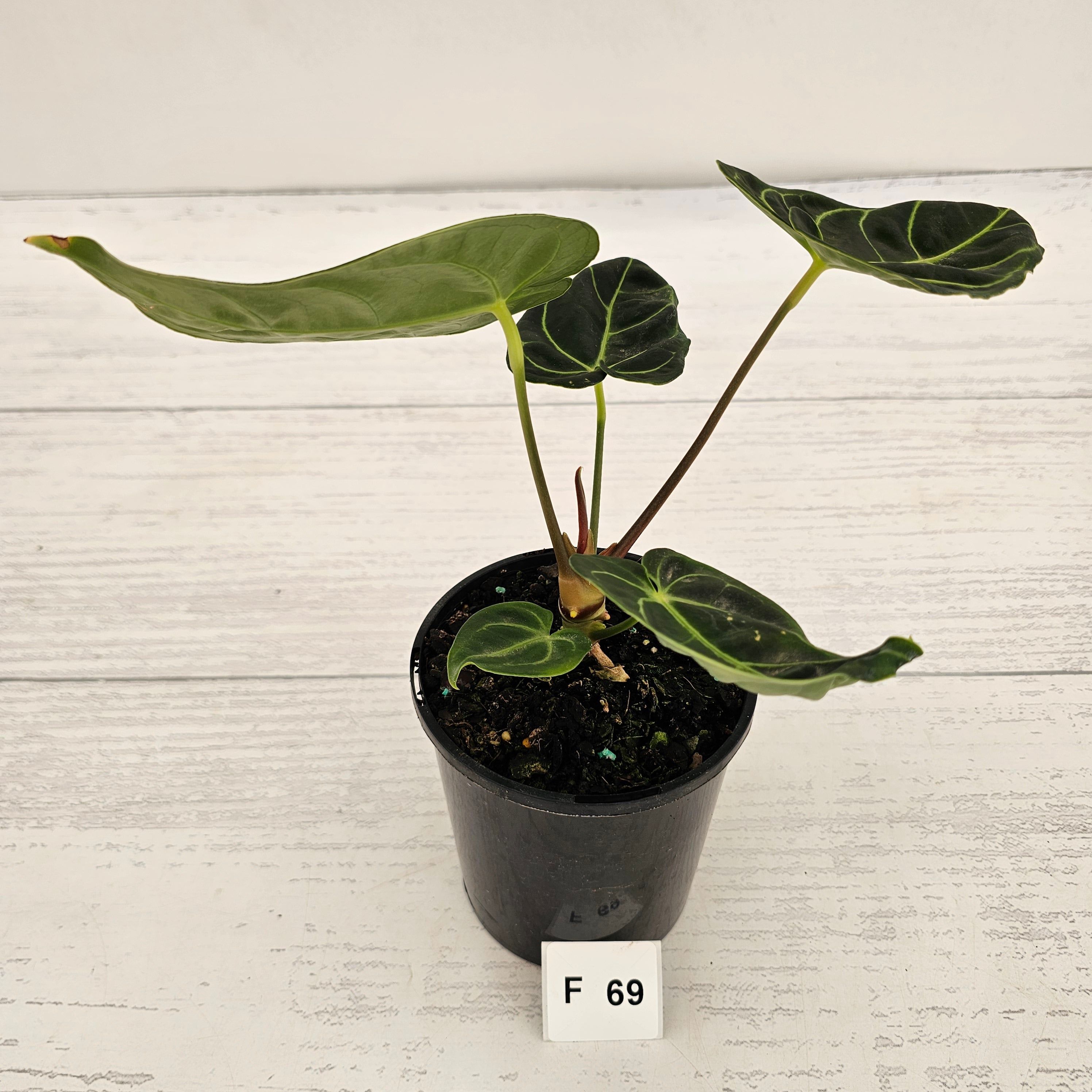 Anthurium Regale