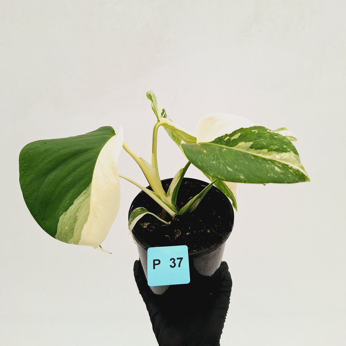 Monstera borsigiana 'Albo' - SALE