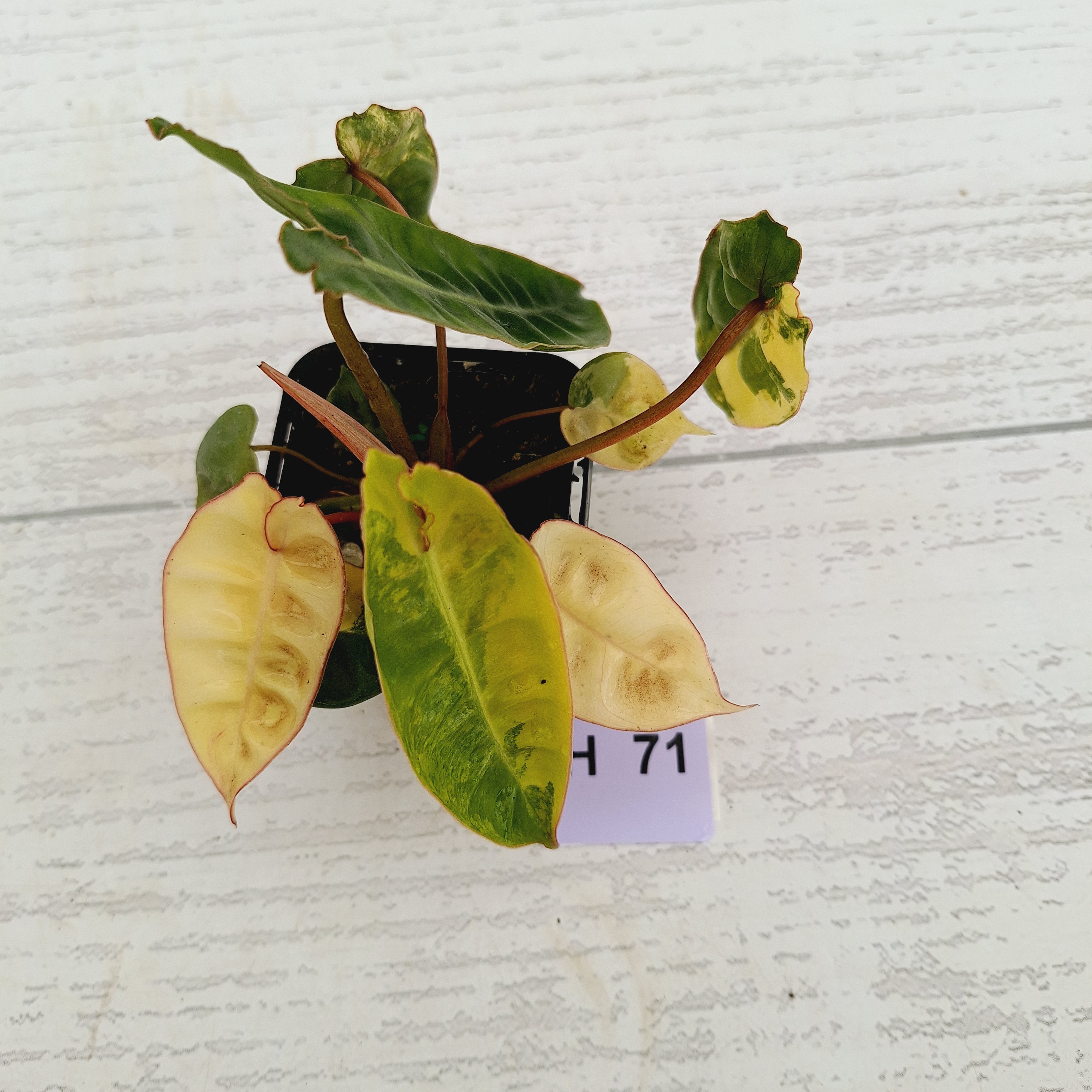 Philodendron billietiae Variegata