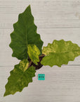 Alocasia Portora Variegata - SALE