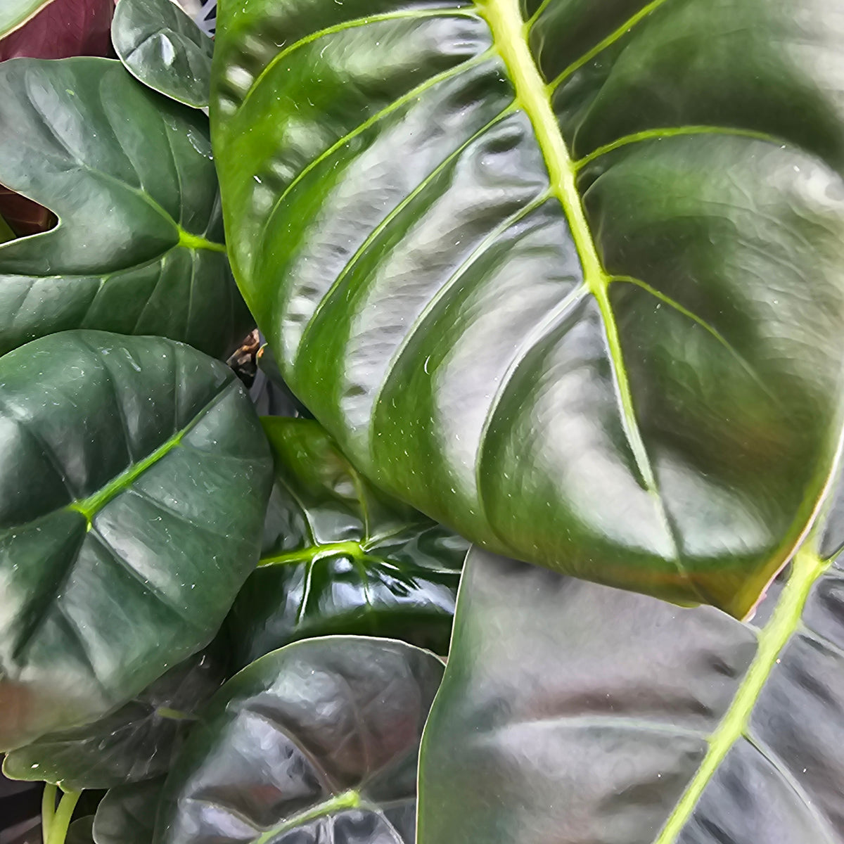 Alocasia Golden Bone - Perfectly Imperfect Plants