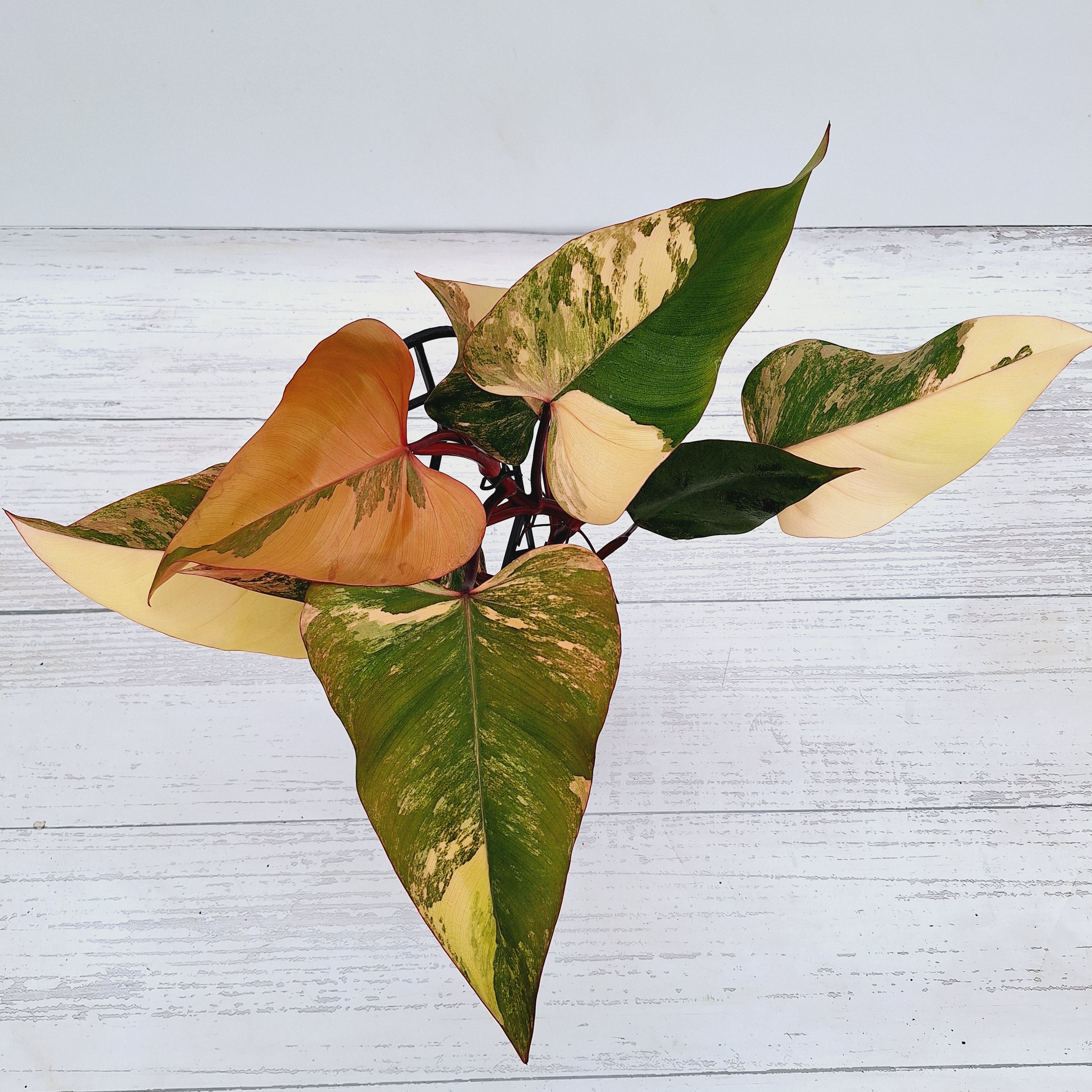 Philodendron erubescens Strawberry Shake