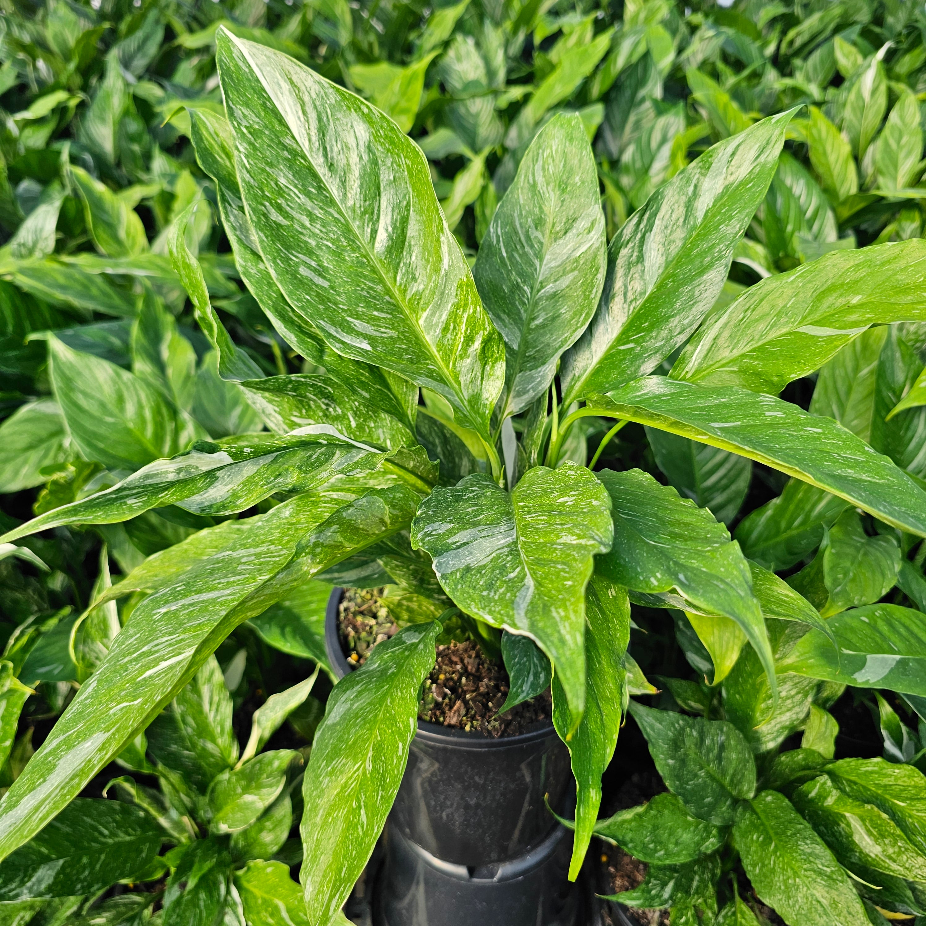 Spathiphyllum floribundum 'Jet Diamond'