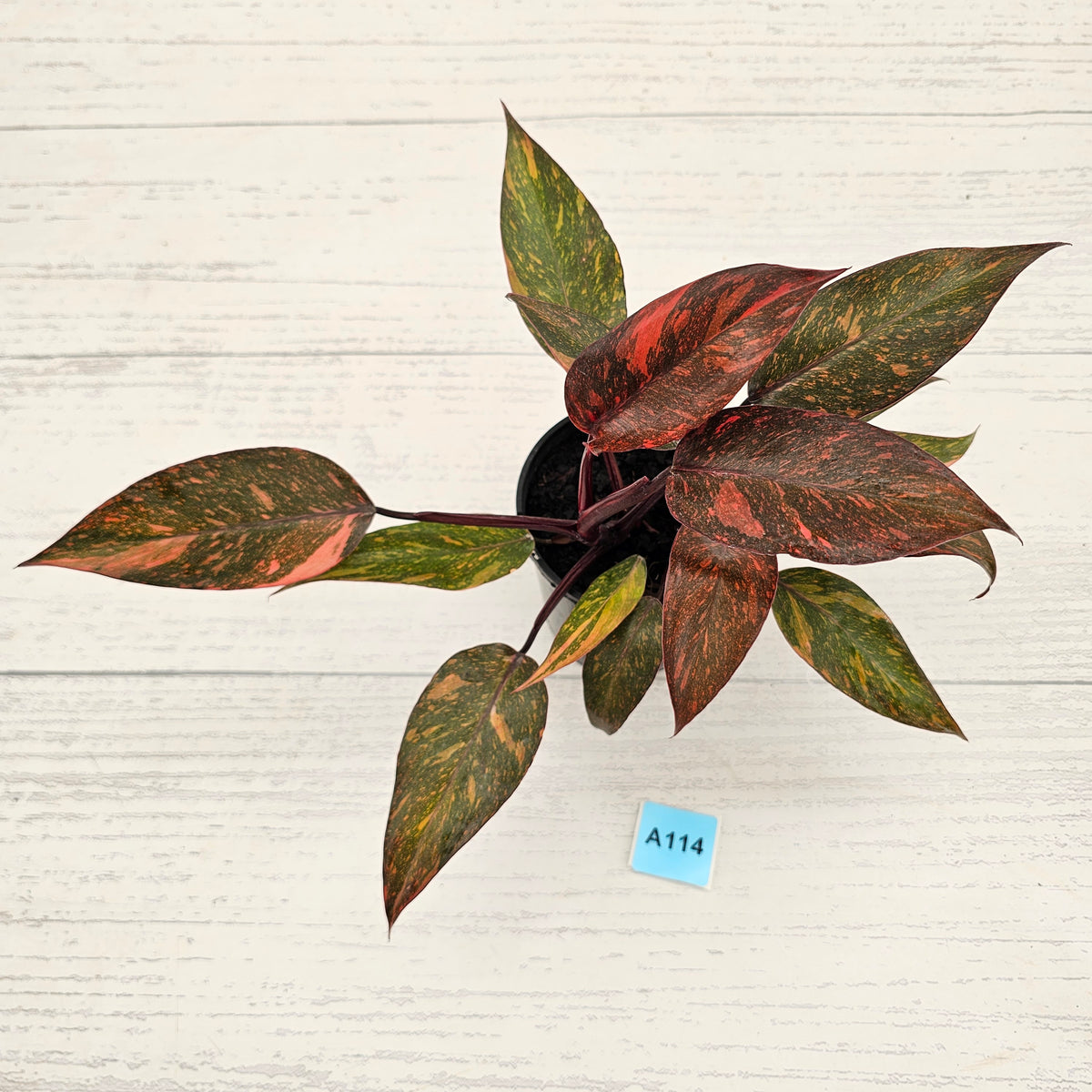 Philodendron 'Orange Princess'