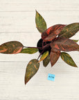 Philodendron 'Orange Princess'