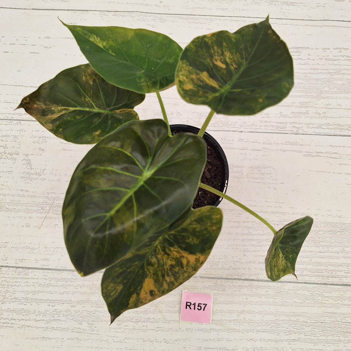 Alocasia ‘wentii’ Variegated - Sale