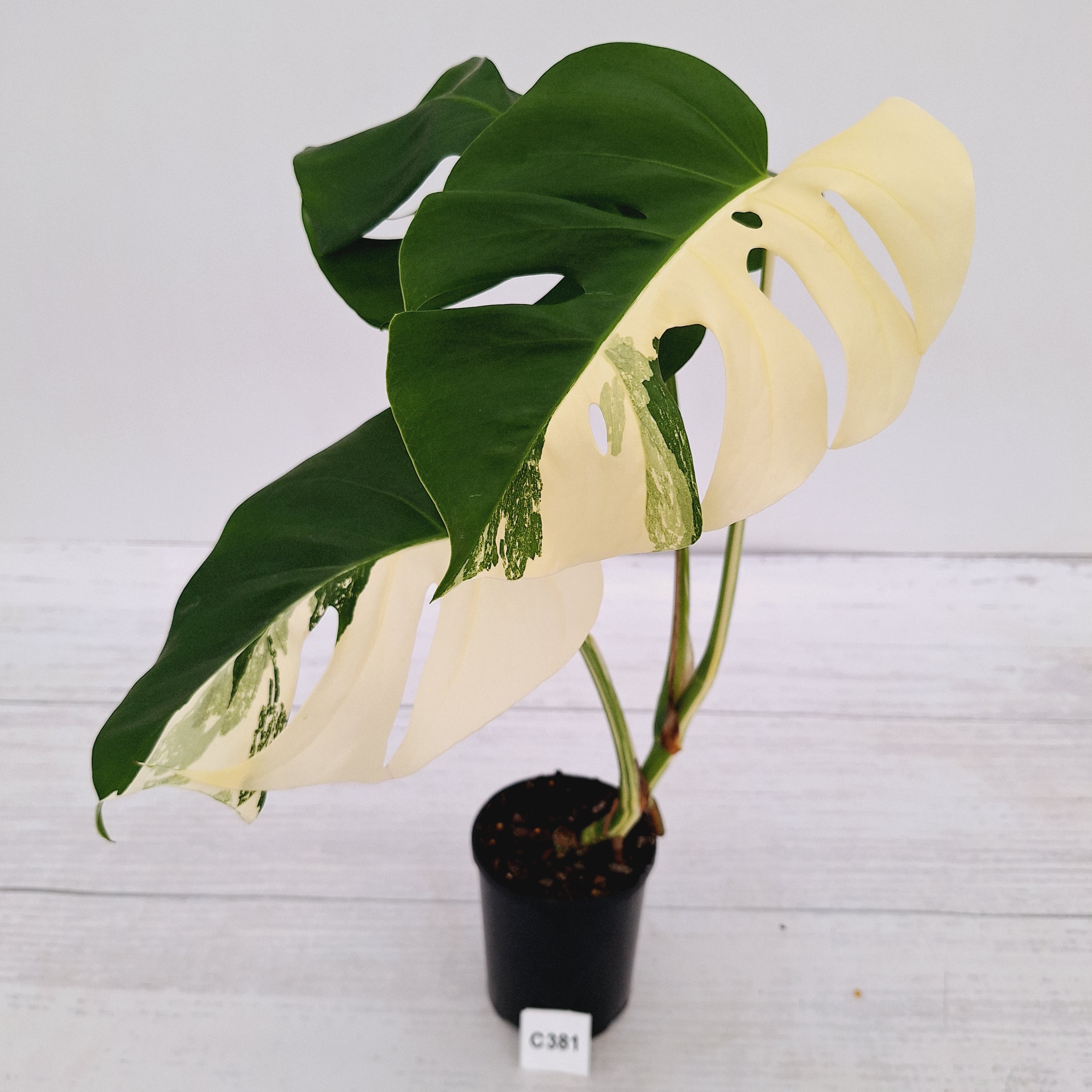 Monstera borsigiana 'Albo'