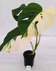 Monstera borsigiana 'Albo'