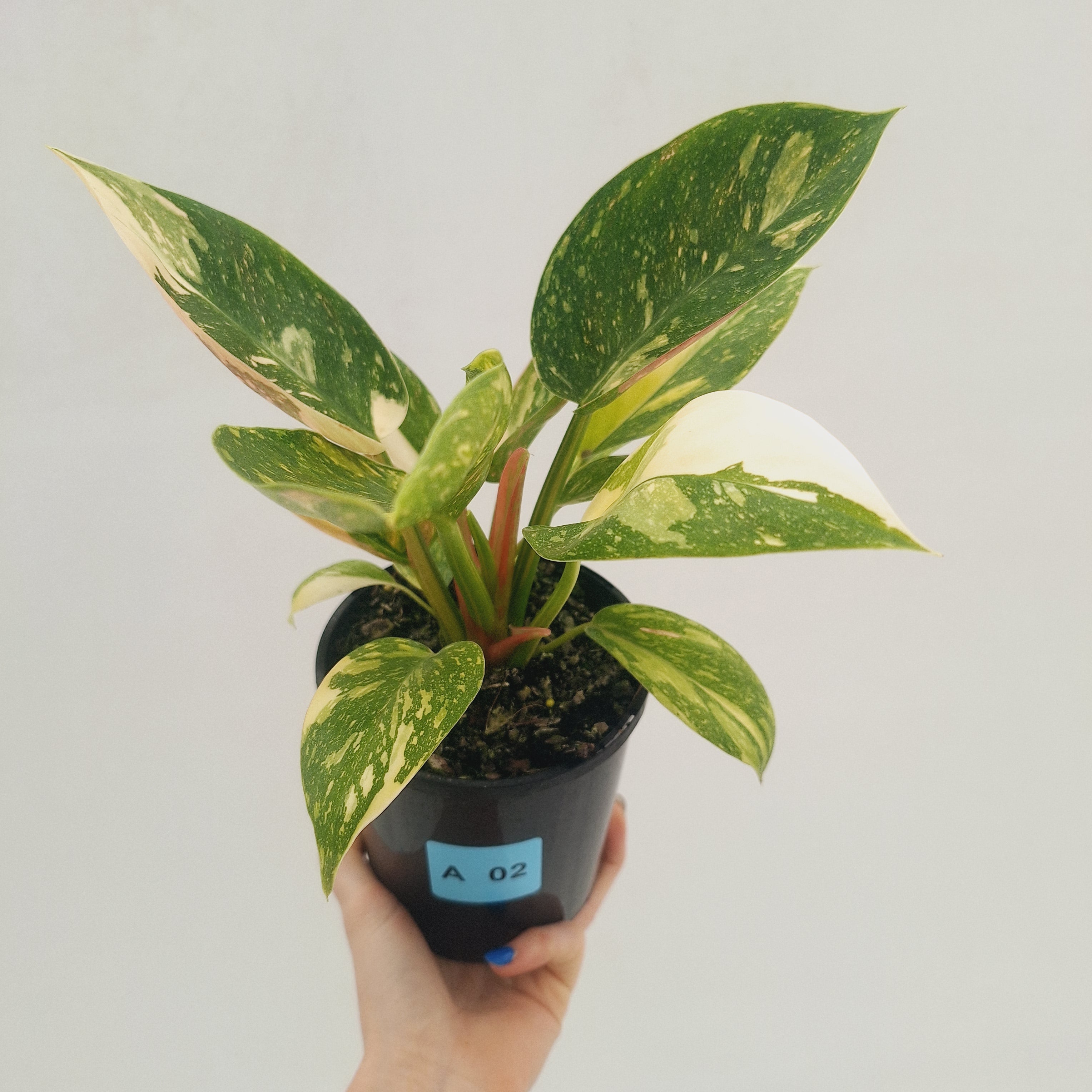 Philodendron Green Congo Variegata (Nuclear)