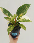 Philodendron Green Congo Variegata (Nuclear)