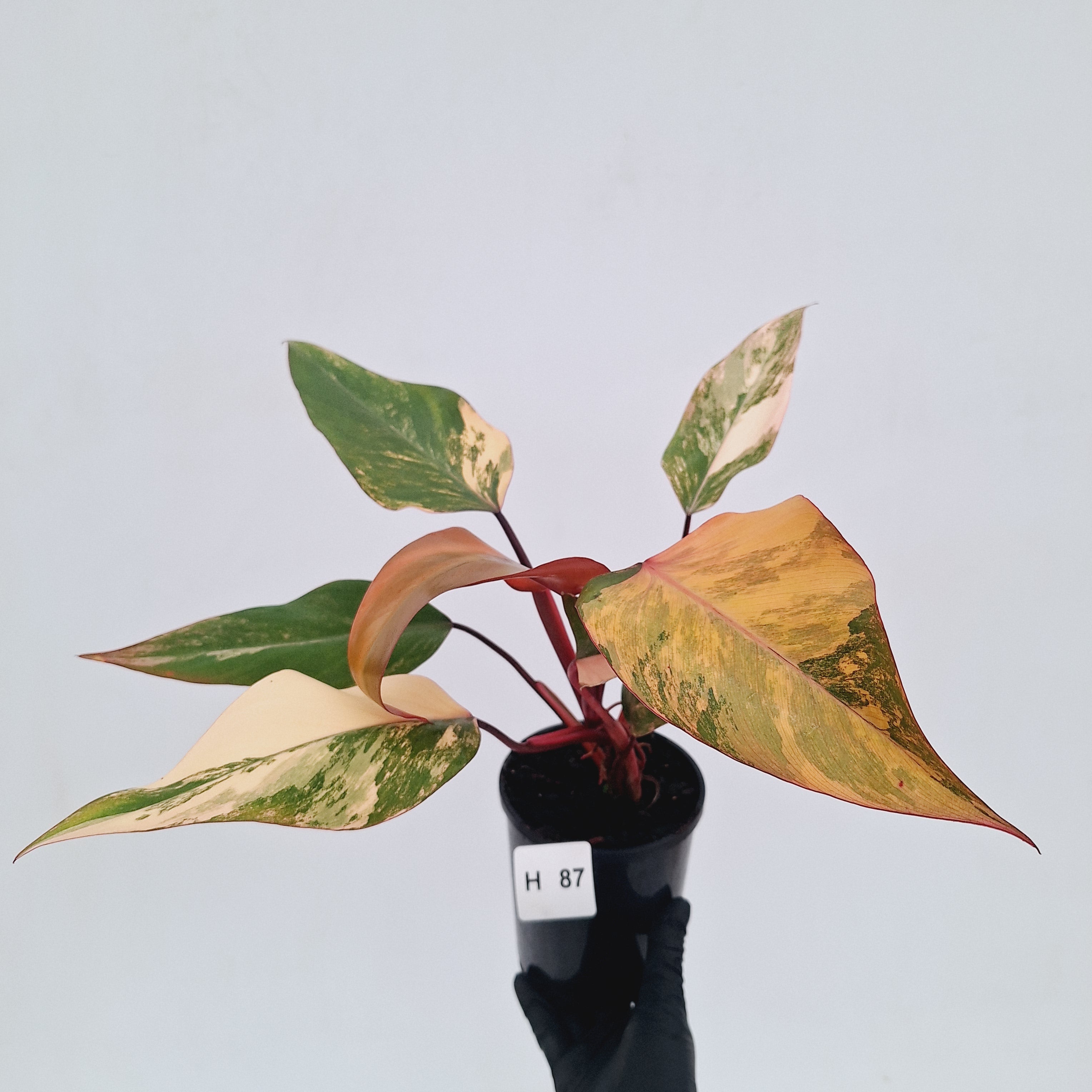Philodendron erubescens Strawberry Shake - SALE