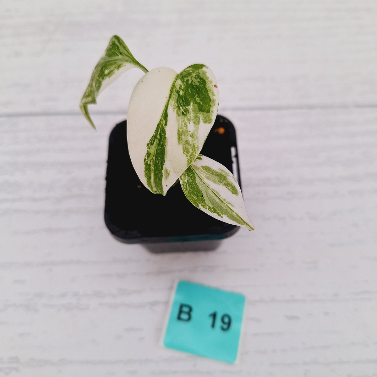 Monstera borsigiana 'Albo' - SALE