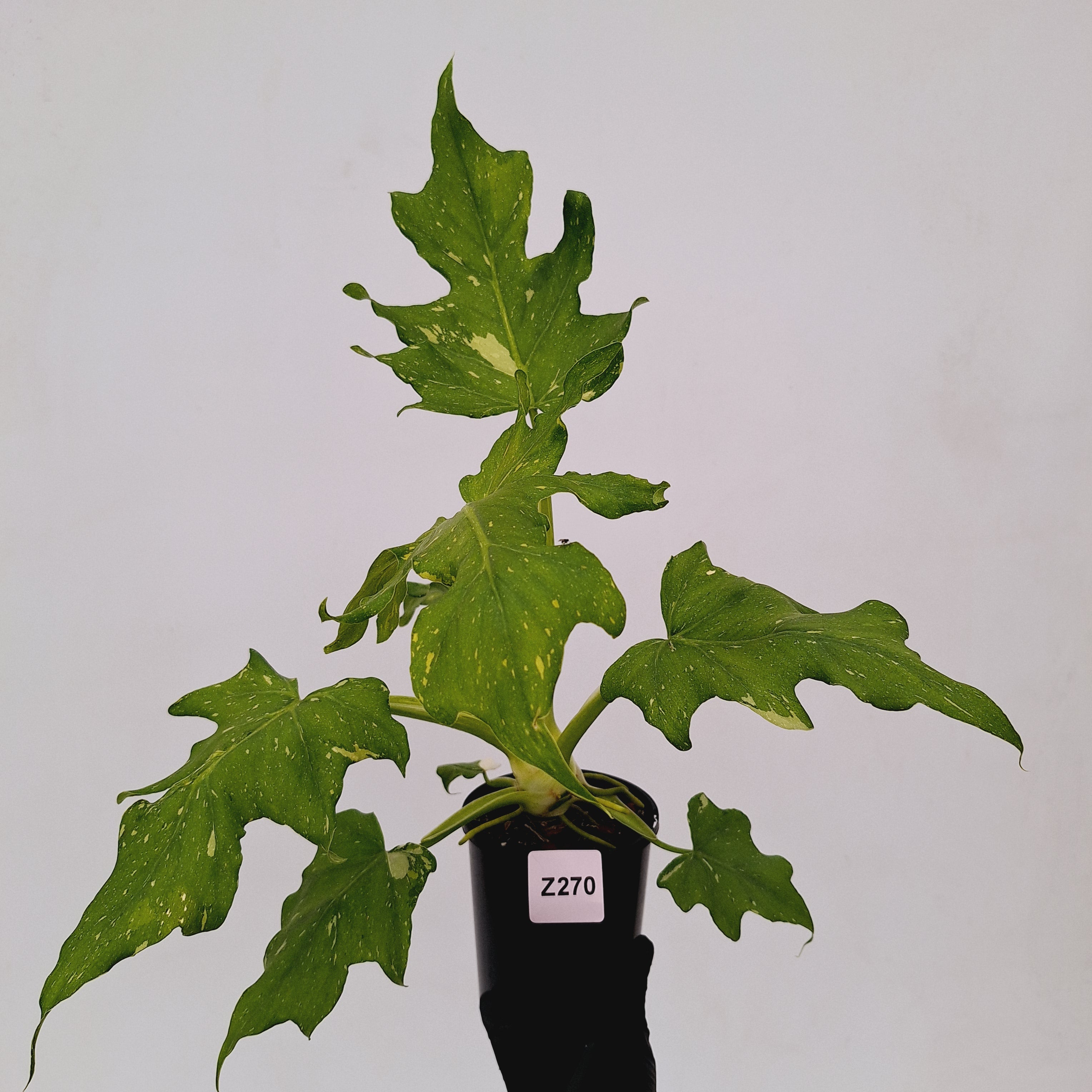 Philodendron warscewiczii Gold Variegata