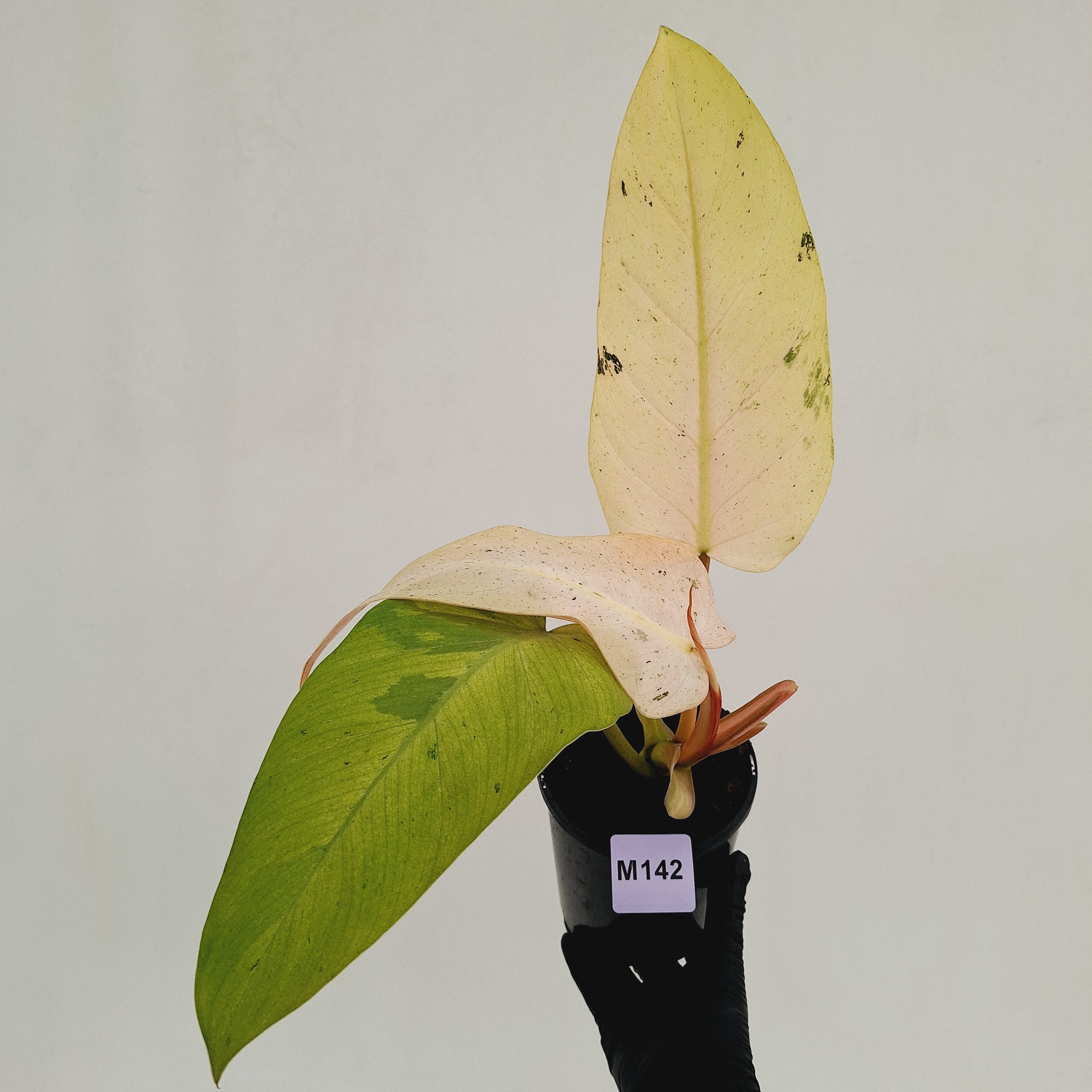 Philodendron  'Whipple Way' SALE