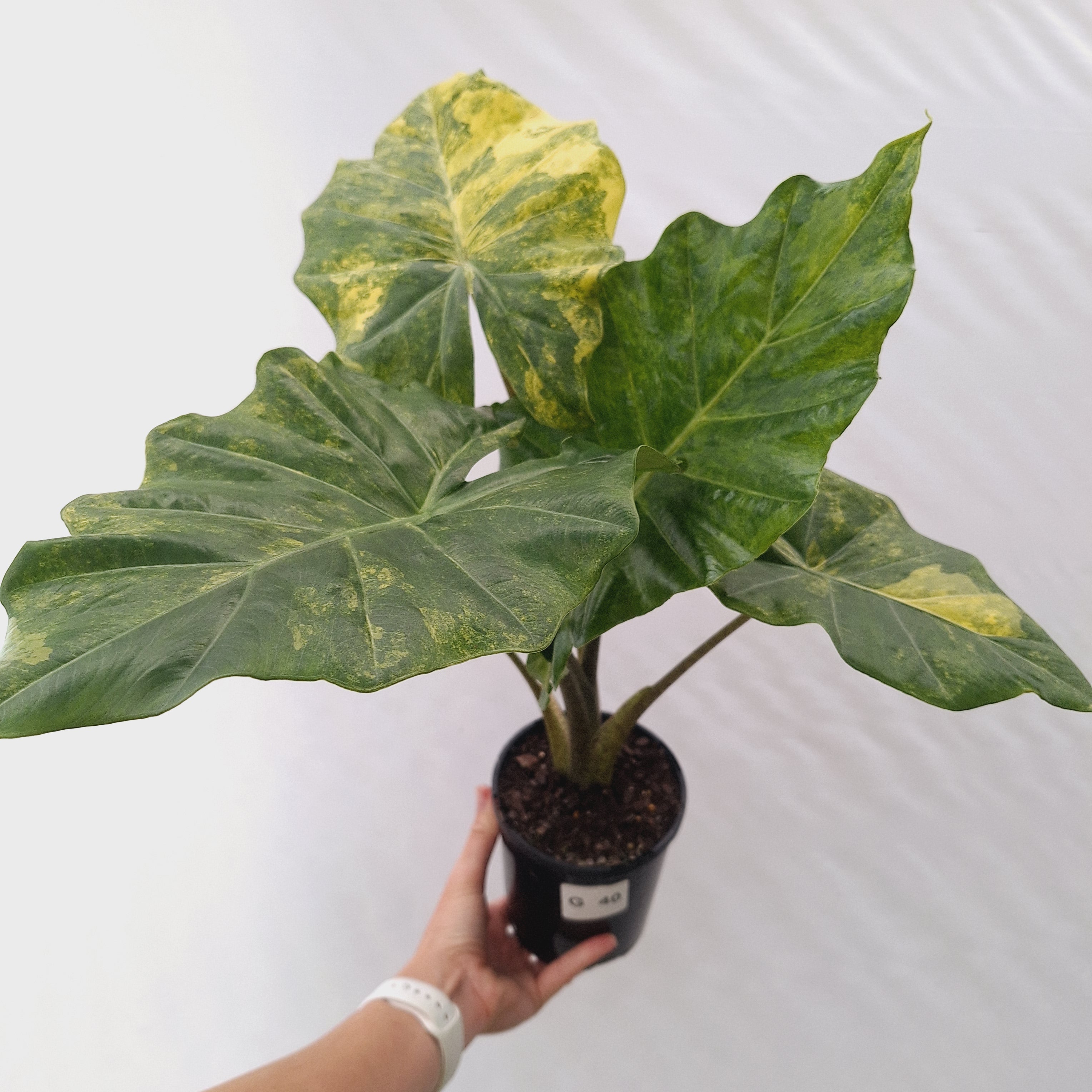 Alocasia Portora Variegata - SALE