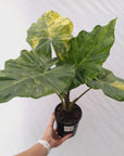 Alocasia Portora Variegata - SALE
