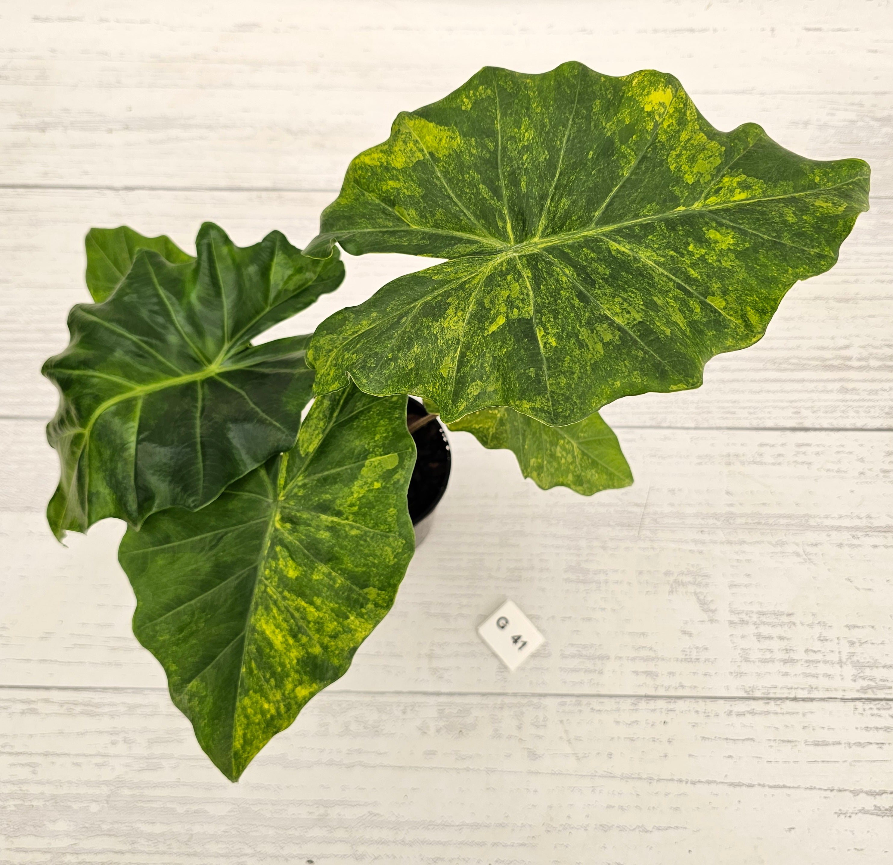 Alocasia Portora Variegata - SALE