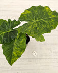 Alocasia Portora Variegata - SALE