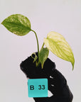 Monstera Deliciosa 'White Monster'