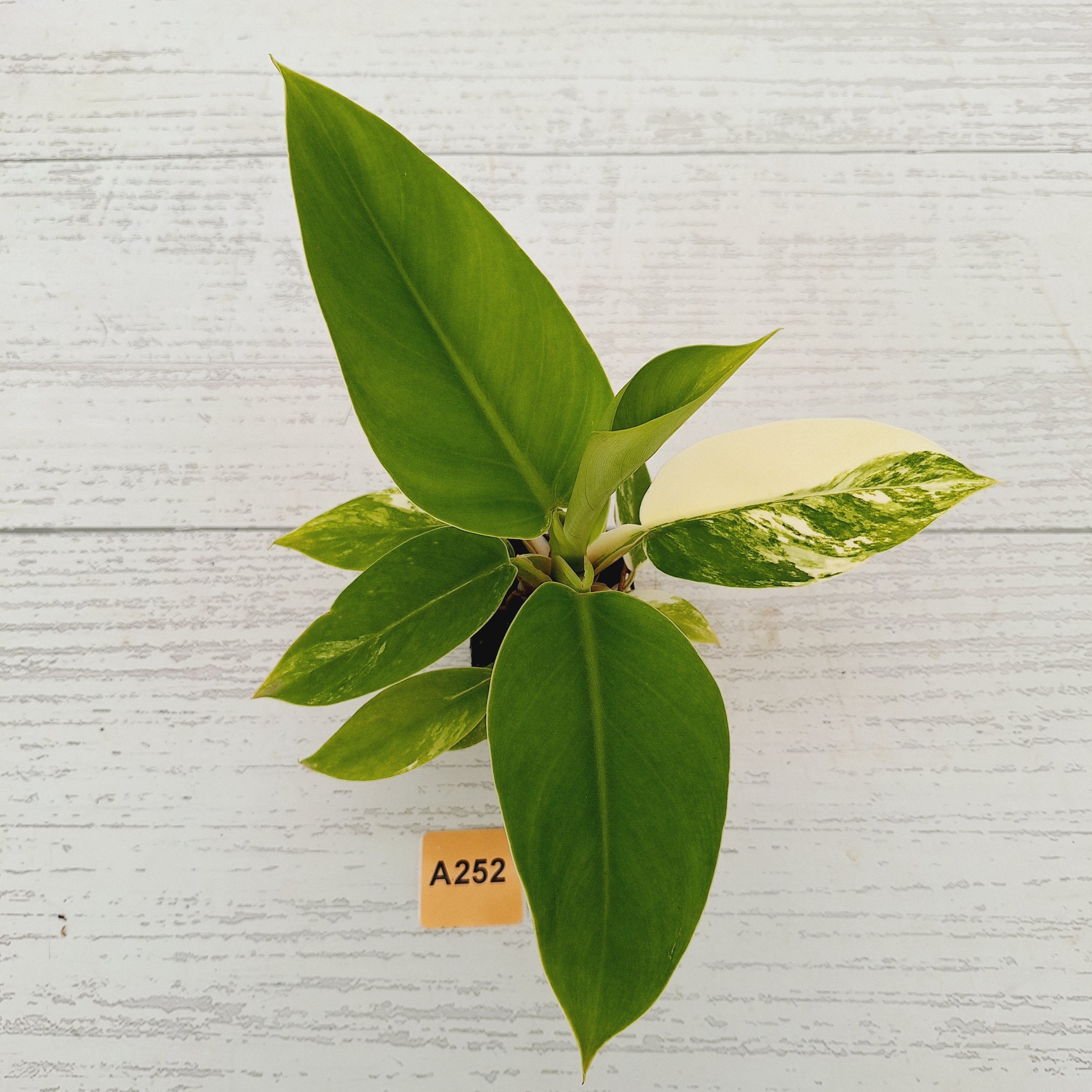 Philodendron imperial green variegata